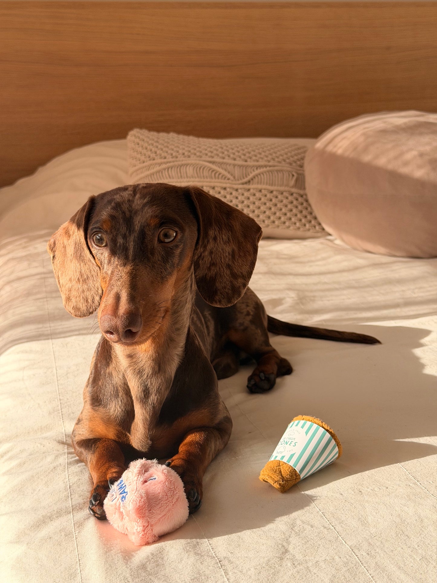 Teckel merle avec le Gelato Toy cache-friandises dans une ambiance douce et chaleureuse.