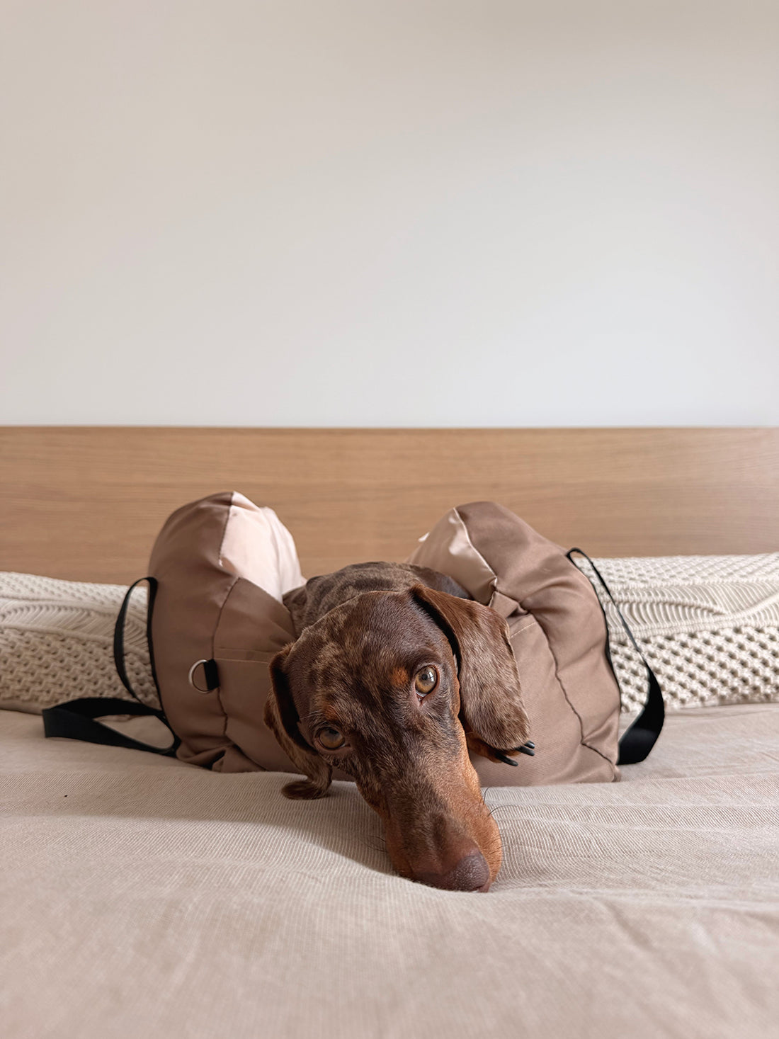 Teckel installé confortablement dans le Cocon AYOS, sac de transport pour chien