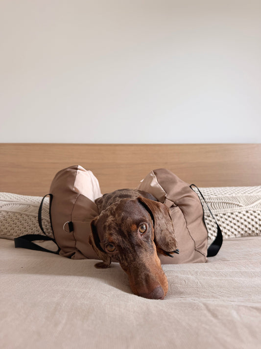 Teckel installé confortablement dans le Cocon AYOS, sac de transport pour chien