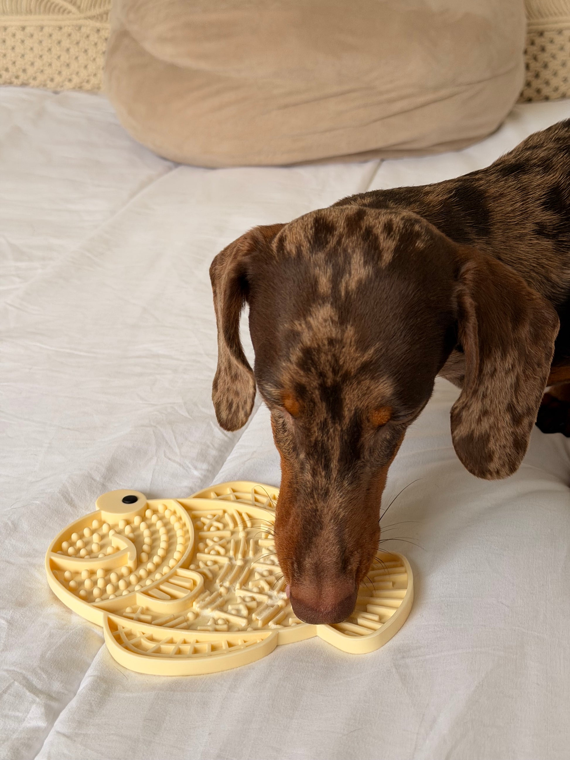 Chien teckel nain léchant un tapis de léchage apaisant en silicone en forme de poisson