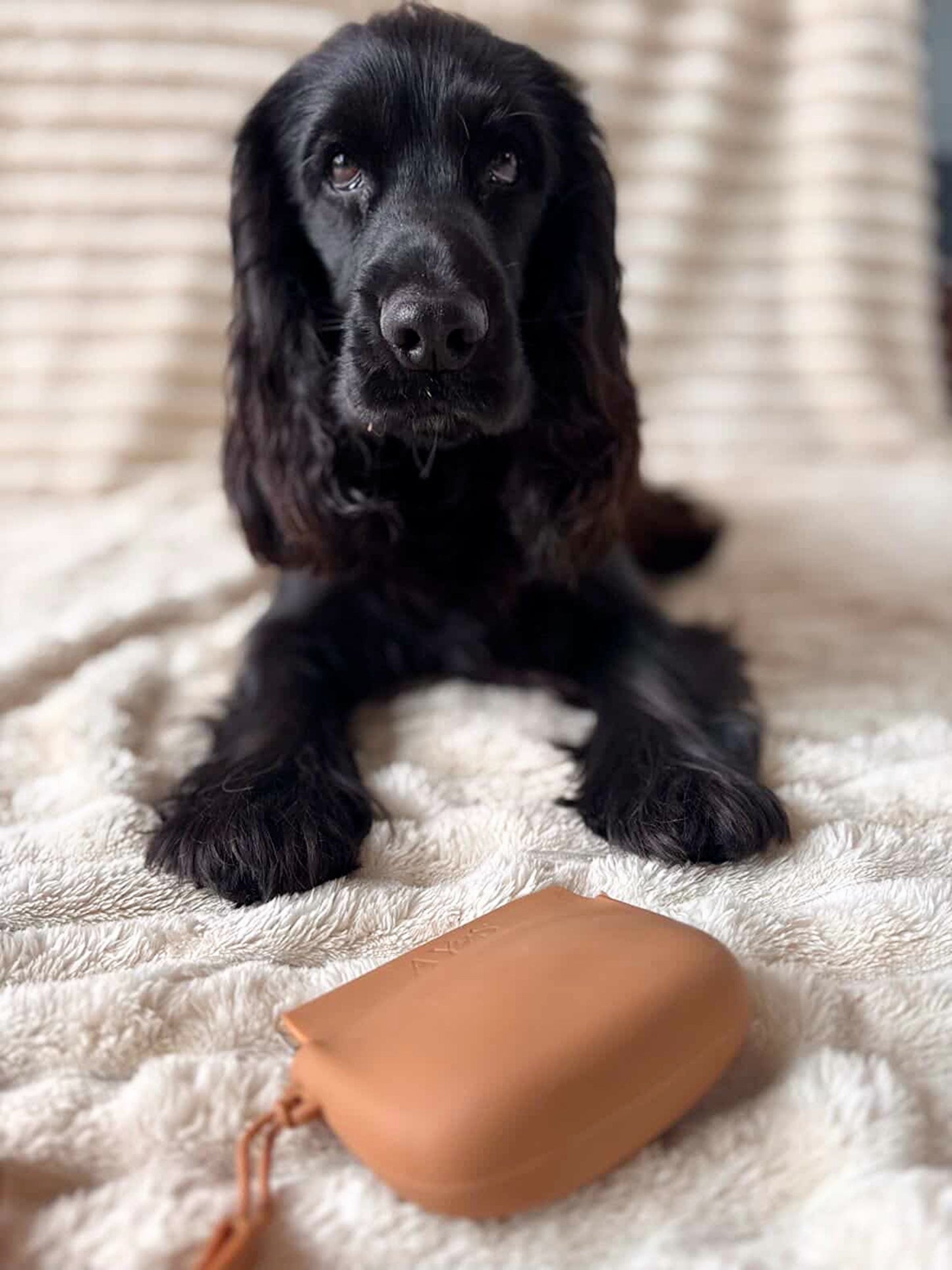 Chien noir cocker spaniel avec pochette à friandises AYOS Club en silicone marron sur plaid beige doux – accessoire premium pour promenades et entraînement canin.
