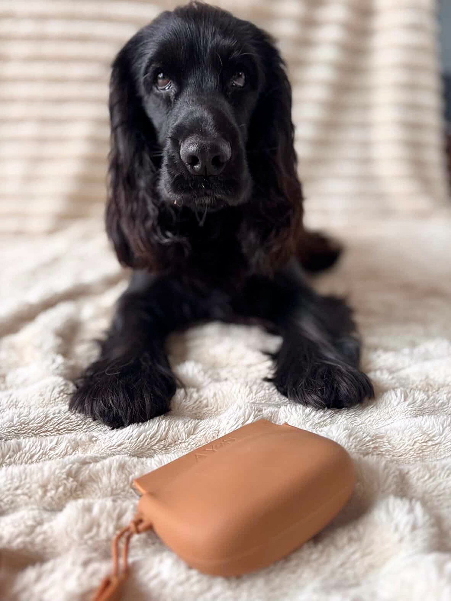 Chien noir cocker spaniel avec pochette à friandises AYOS Club en silicone marron sur plaid beige doux – accessoire premium pour promenades et entraînement canin.