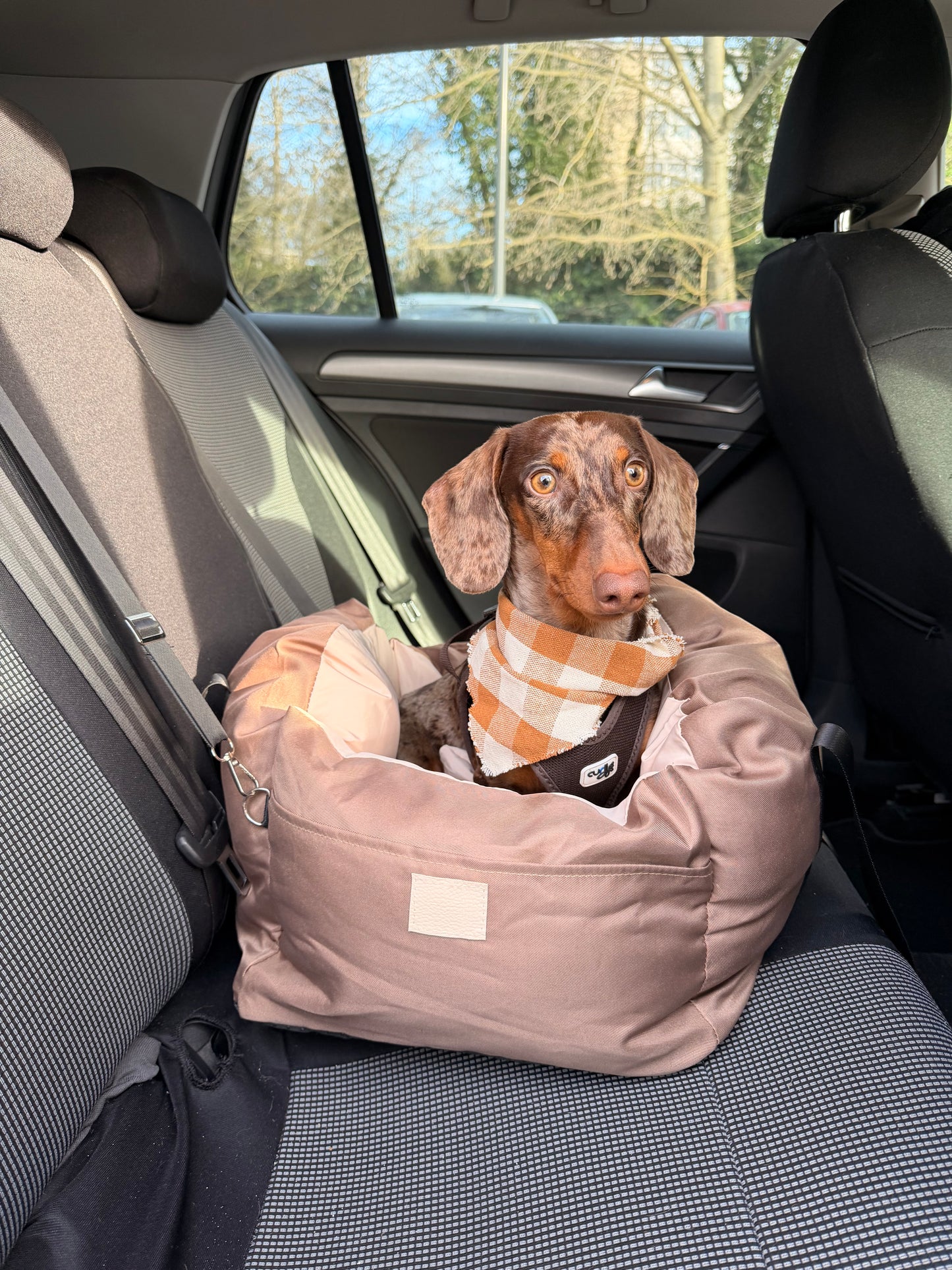 Teckel dans un sac de transport pour voiture AYOS Club