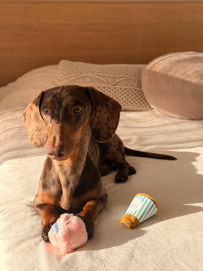 Teckel merle avec le Gelato Toy cache-friandises dans une ambiance douce et chaleureuse.