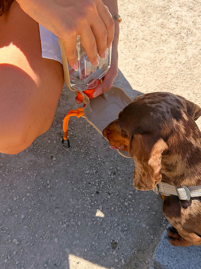 Chien s’hydratant avec la gourde de voyage AYOS 2-en-1 équipée d’une gamelle intégrée. Solution pratique pour offrir de l’eau fraîche à son chien lors des promenades, randonnées et déplacements.