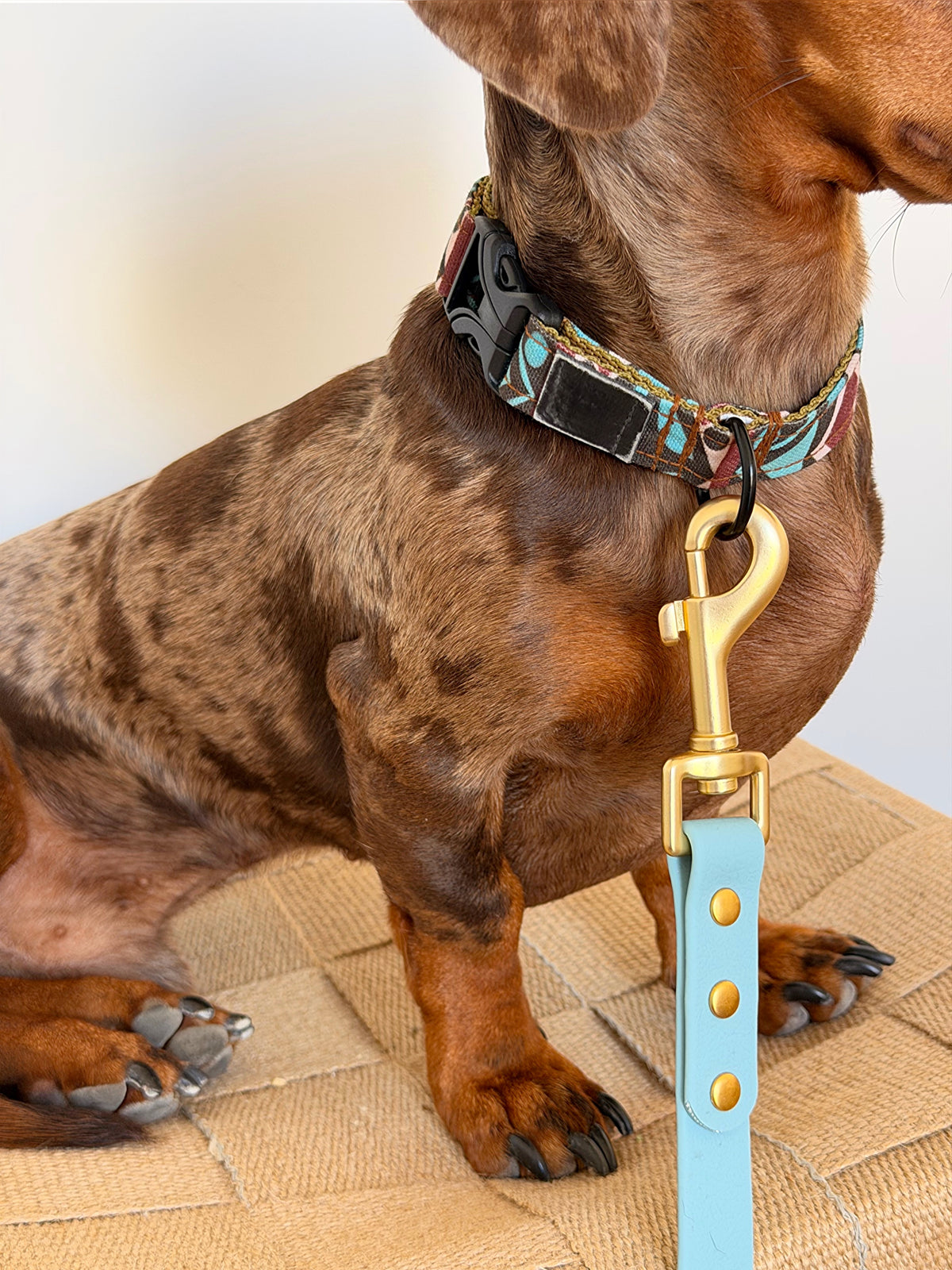Laisse Halo bleu ciel avec mousqueton doré attachée au collier d’un chien