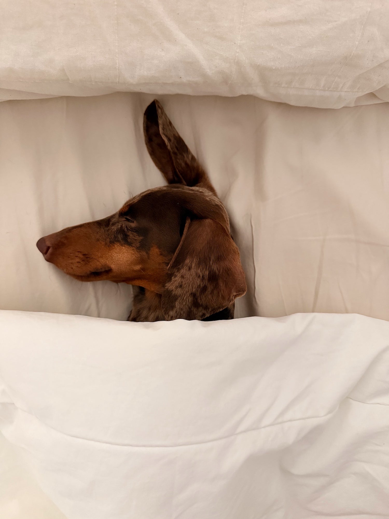 Teckel merle endormi sous une couverture beige dans une ambiance cocon et apaisante.