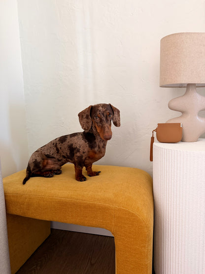 Teckel arlequin avec pochette à friandises pour chien Ayos Club dans un intérieur minimaliste et chaleureux, accessoire élégant pour petits chiens et promenades